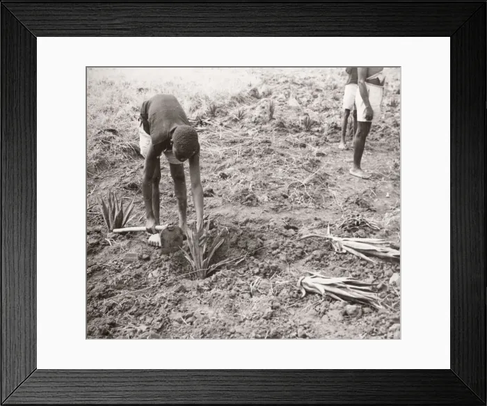 Framed Print : 1940s East Africa - Uganda - planting sisal Framed Print : 1940s East Africa - Uganda - planting sisal