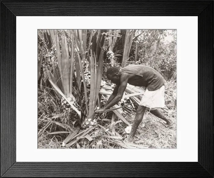 Framed Print : 1940s East Africa - Uganda - cutting sisal Framed Print : 1940s East Africa - Uganda - cutting sisal