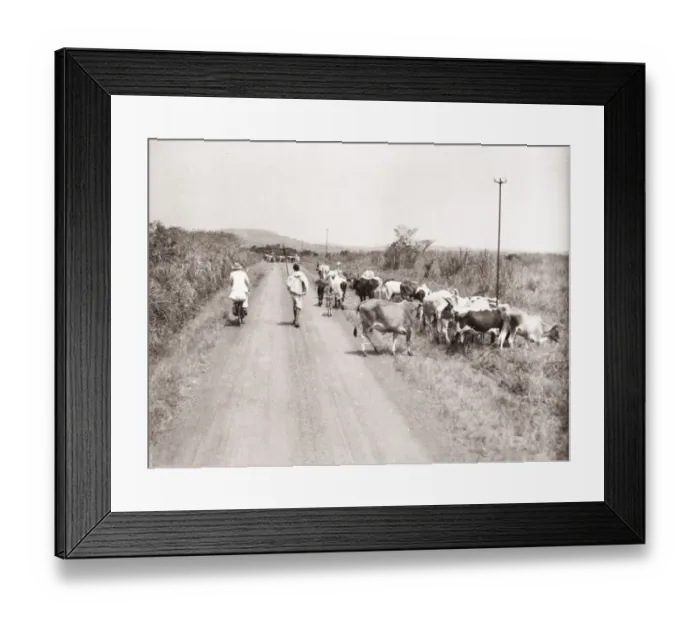Framed Print : 1940s East Africa - Uganda rural transport bicycle Framed Print : 1940s East Africa - Uganda rural transport bicycle