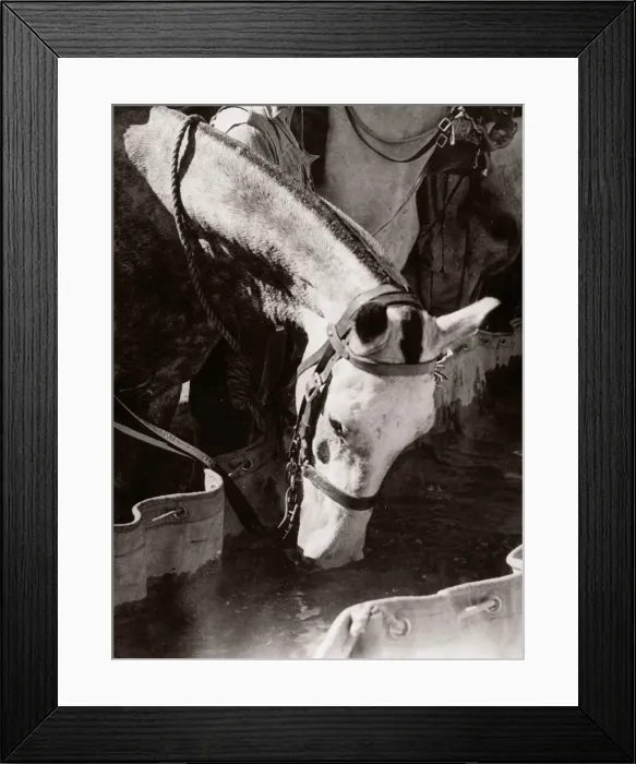 Framed Print : 1943 Syria Trans-Jordanian Frontier Force TJFF regiment Framed Print : 1943 Syria Trans-Jordanian Frontier Force TJFF regiment