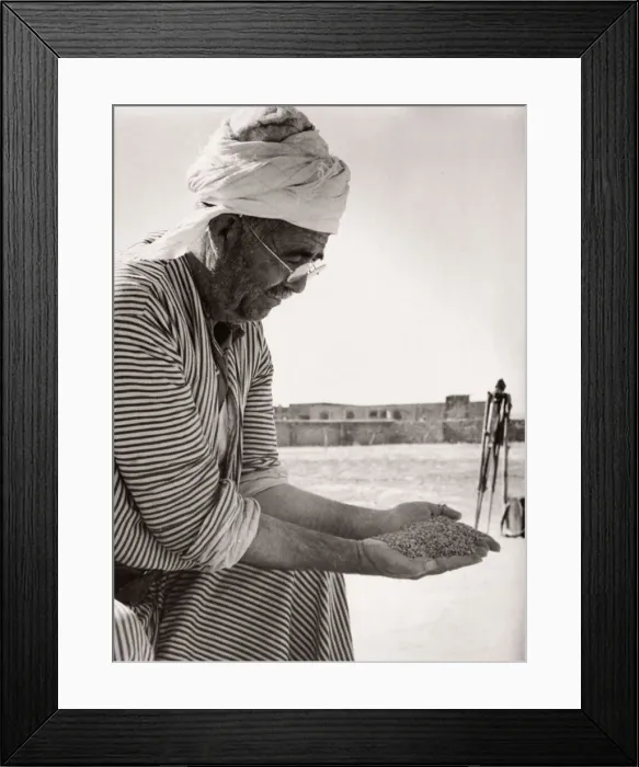 Framed Print : 1943 - Syria - Homs - a man grading wheat grain Framed Print : 1943 - Syria - Homs - a man grading wheat grain