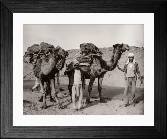 Framed Print : 1943 - camels in Syria Framed Print : 1943 - camels in Syria
