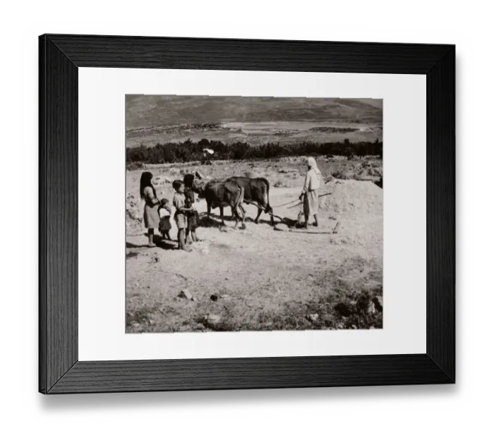 Framed Print : 1843 - Syria - threshing grain with donkeys Framed Print : 1843 - Syria - threshing grain with donkeys