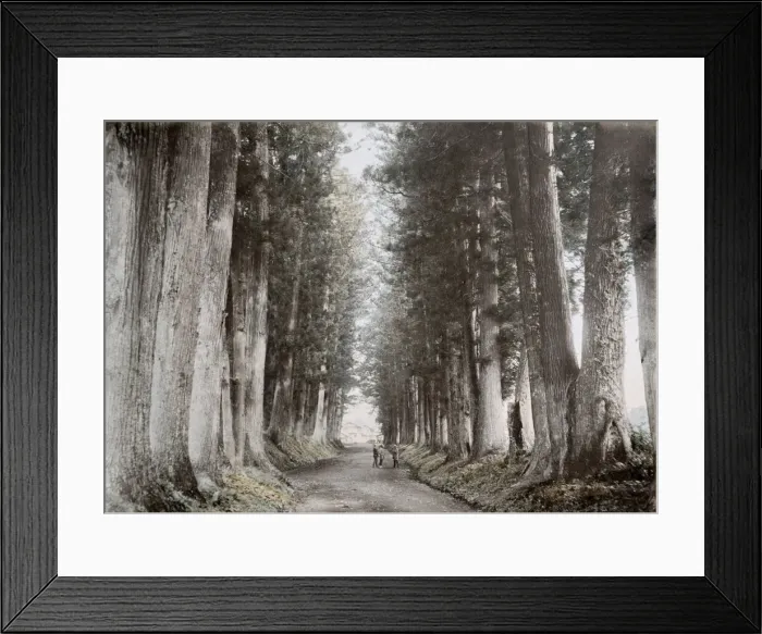 Framed Print : Pine trees, Imaichi road, Nikko, Japan Framed Print : Pine trees, Imaichi road, Nikko, Japan
