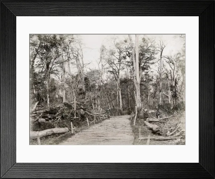 Framed Print : Fallen trees Japan, likely Typhoon damage Framed Print : Fallen trees Japan, likely Typhoon damage