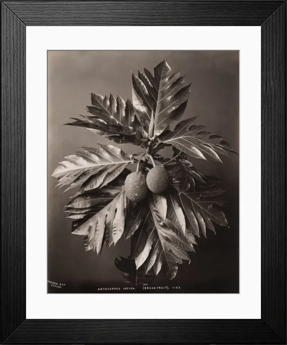 Framed Print : Bread fruit plants, Ceylon Sri Lanka Framed Print : Bread fruit plants, Ceylon Sri Lanka