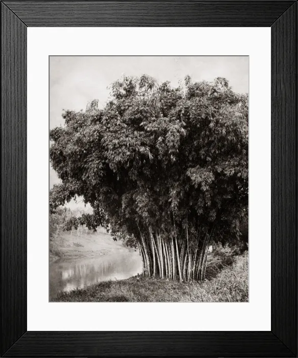 Framed Print : Giant bamboo, Ceylon (Sri Lanka) c. 1880 s Framed Print : Giant bamboo, Ceylon (Sri Lanka) c. 1880 s