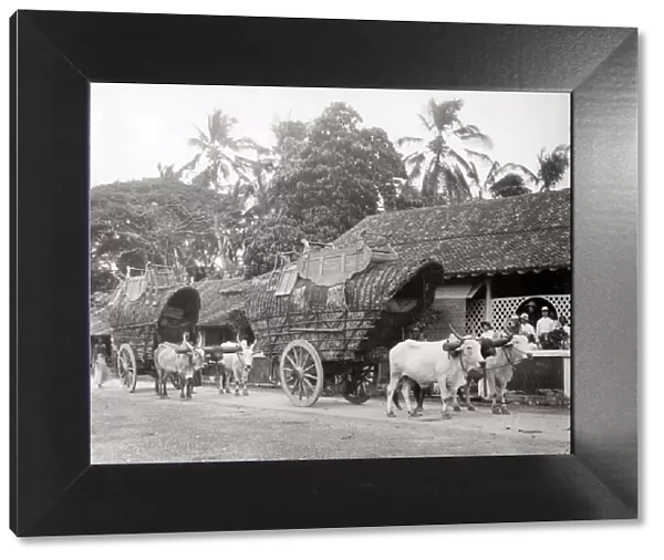 Bullock carts transporting tea, Ceylon, (Sri Lanka) c. 1890
