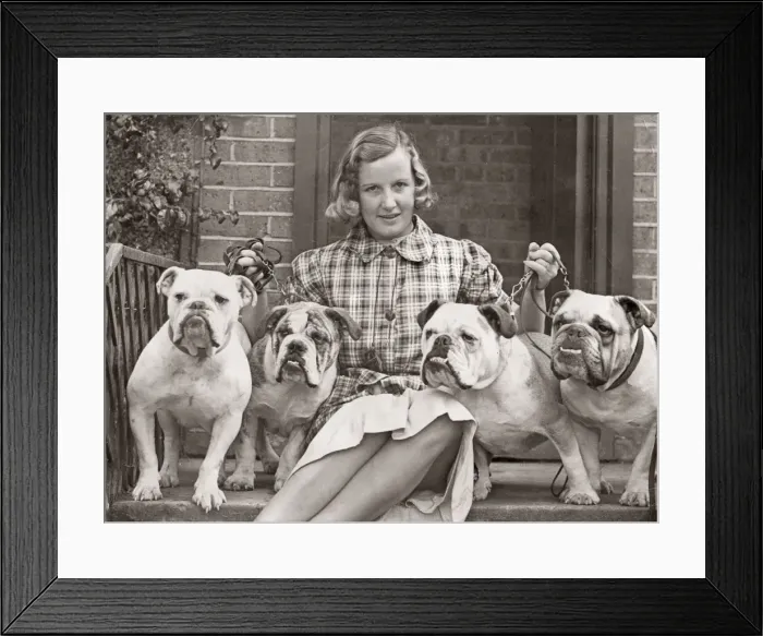 Framed Print : Bulldogs exhibited at Crufts dog show 1930 s Framed Print : Bulldogs exhibited at Crufts dog show 1930 s