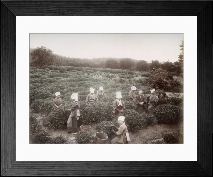 Framed Print : c. 1880s Japan - picking tea Framed Print : c. 1880s Japan - picking tea