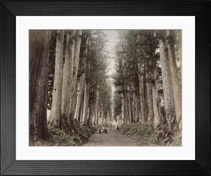 Framed Print : c. 1880s Japan - pine trees and road, Nikko Framed Print : c. 1880s Japan - pine trees and road, Nikko