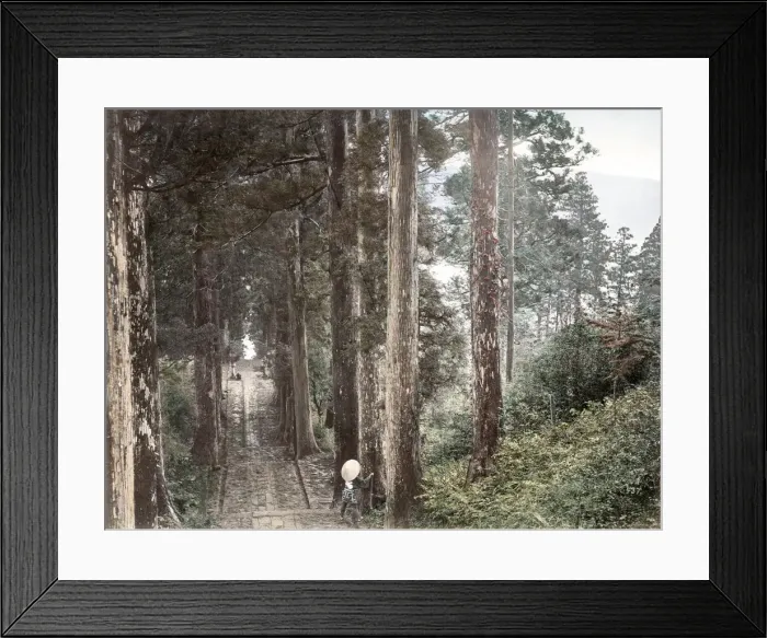 Framed Print : c. 1880s Japan - avenue of pine tees Framed Print : c. 1880s Japan - avenue of pine tees