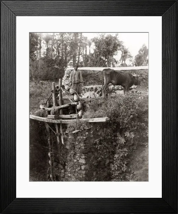 Framed Print : Irrigation by ox driven water wheel, Egypt, c. 1880 s Framed Print : Irrigation by ox driven water wheel, Egypt, c. 1880 s