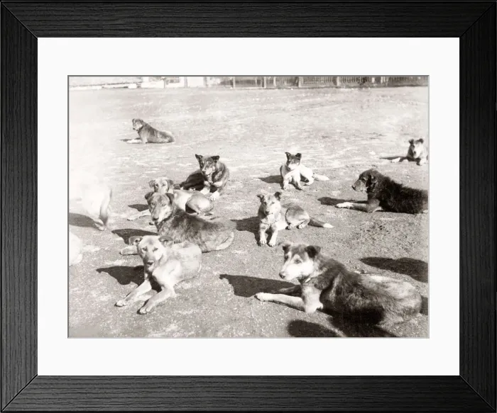 Framed Print : Street dogs, Constantinople, (Istanbul) Turkey, c. 1880 s Framed Print : Street dogs, Constantinople, (Istanbul) Turkey, c. 1880 s