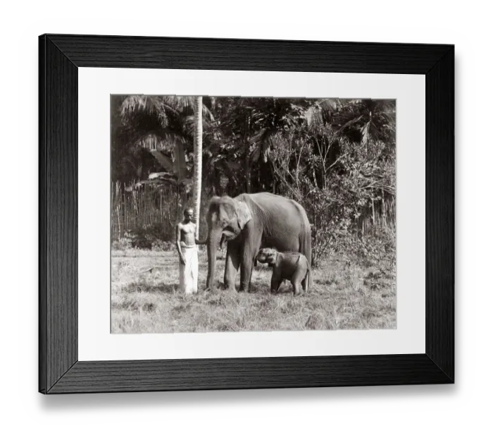 Framed Print : Mother and baby elephant, India, c. 1880 s Framed Print : Mother and baby elephant, India, c. 1880 s