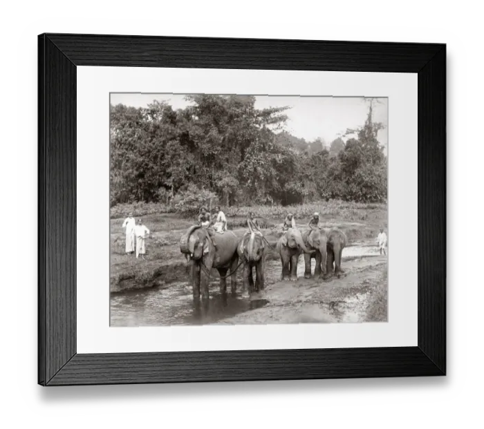 Framed Print : Elephants and mahouts, India or Ceylon (Sri Lanka) c. 1880 s Framed Print : Elephants and mahouts, India or Ceylon (Sri Lanka) c. 1880 s