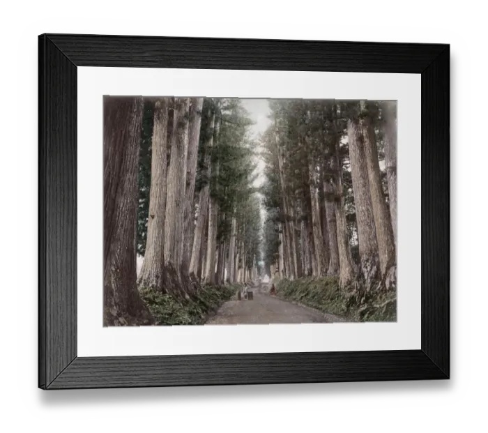 Framed Print : c. 1880s Japan - avenue of prine trees near Nikko Framed Print : c. 1880s Japan - avenue of prine trees near Nikko