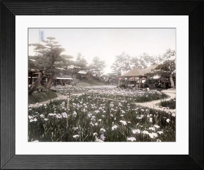 Framed Print : c. 1880s Japan - Iris Garden