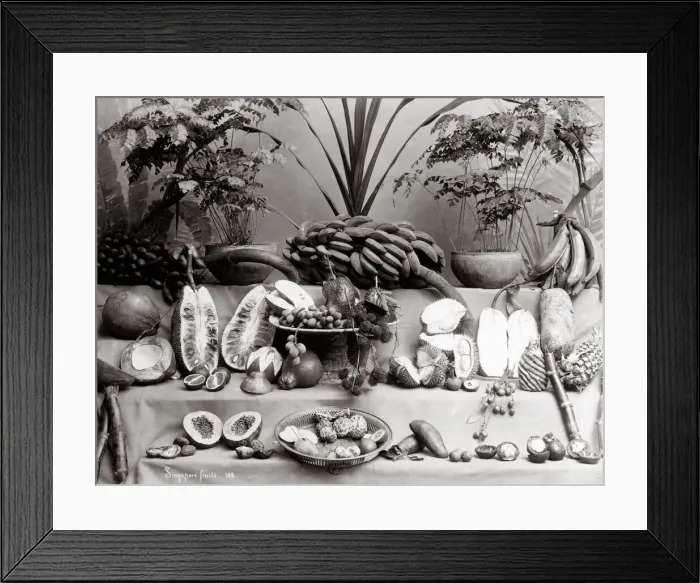 Framed Print : c. 1880 South East Asia - fruits native to Singapore Framed Print : c. 1880 South East Asia - fruits native to Singapore