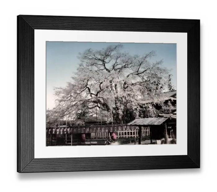 Framed Print : c. 1880s Japan - cherry tree with blossom in spring Framed Print : c. 1880s Japan - cherry tree with blossom in spring