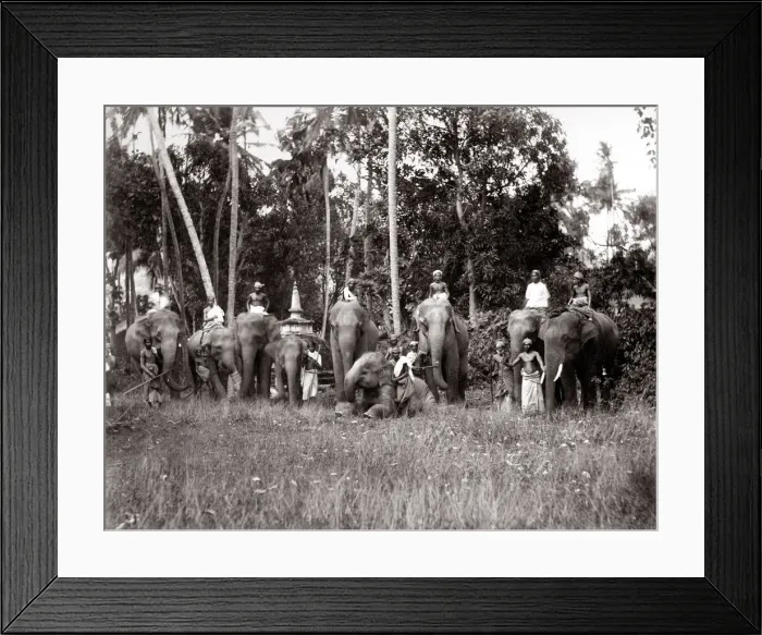 Framed Print : India Ceylon Sri Lanka working elephants and mahouts Framed Print : India Ceylon Sri Lanka working elephants and mahouts