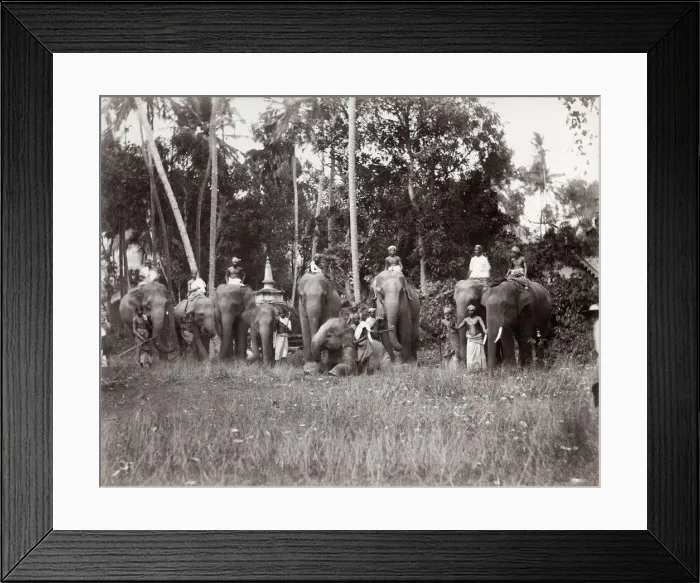 Framed Print : India, large group of working elephants and mahouts Framed Print : India, large group of working elephants and mahouts