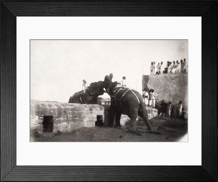 Framed Print : Elephants fighting, India or Burma, c. 1890 s Framed Print : Elephants fighting, India or Burma, c. 1890 s