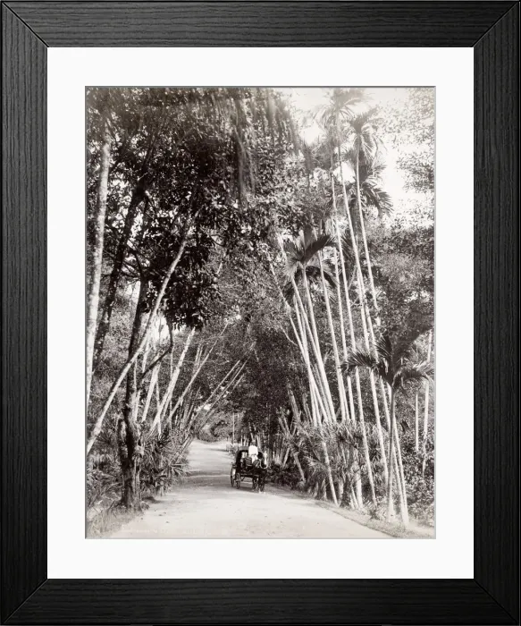 Framed Print : Entrance to Cairnhill, Singapore, horse and carriage Framed Print : Entrance to Cairnhill, Singapore, horse and carriage