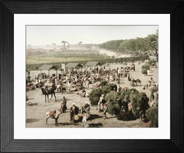 Framed Print : Market, city of Cairo, camels and merchants, Egypt Framed Print : Market, city of Cairo, camels and merchants, Egypt