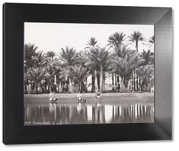 Palm trees along the River Nile, Giza, Egypt
