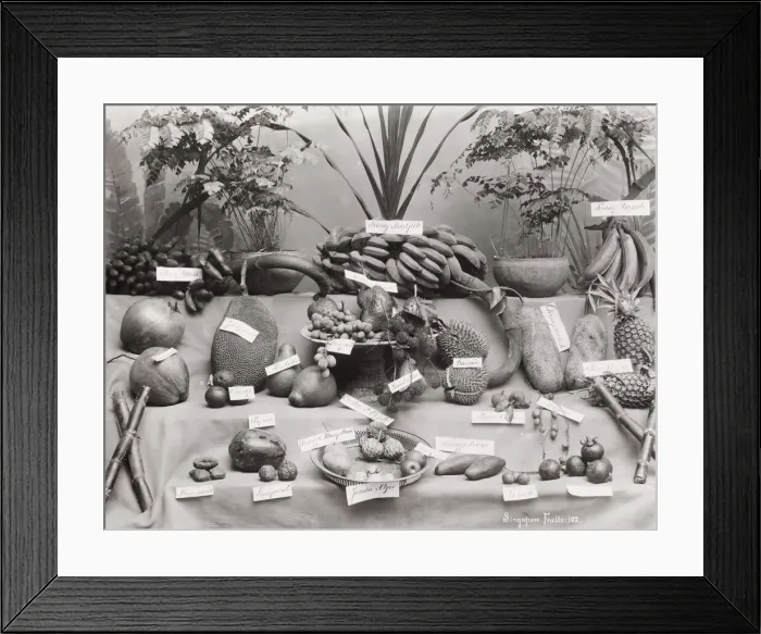 Framed Print : Fruits of Singapore, laid out and labelled Framed Print : Fruits of Singapore, laid out and labelled