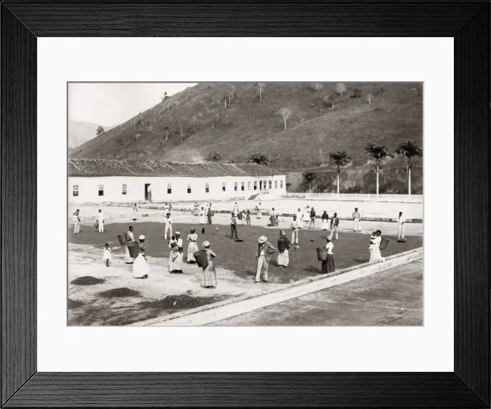 Framed Print : Drying coffee beans, Brazil, c. 1880 s Framed Print : Drying coffee beans, Brazil, c. 1880 s