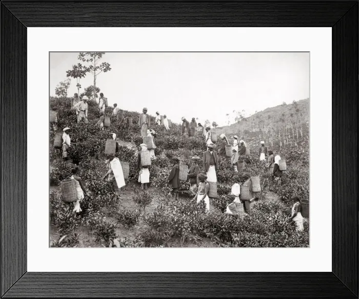 Framed Print : Picking tea, Ceylon or India, c1880 s Framed Print : Picking tea, Ceylon or India, c1880 s