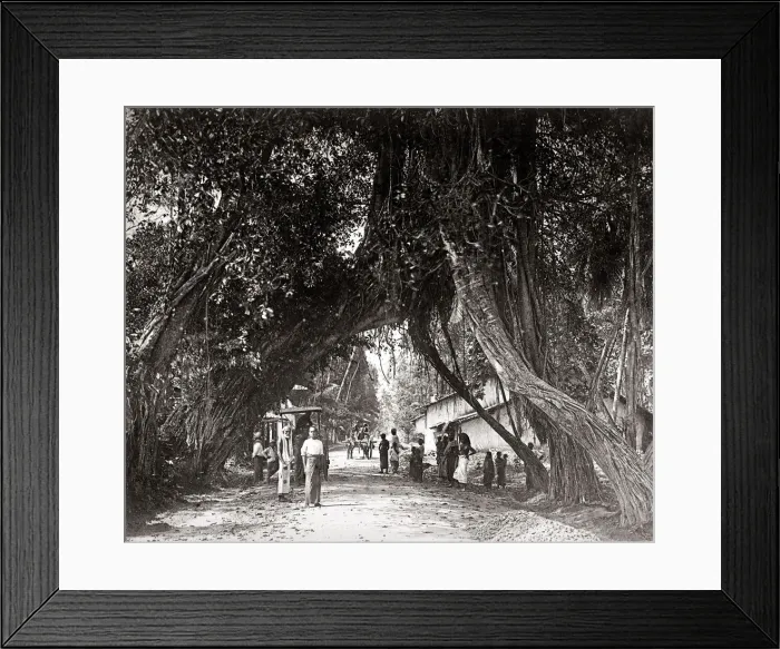 Framed Print : Village scene in India, overhanging trees, c. 1880 s Framed Print : Village scene in India, overhanging trees, c. 1880 s