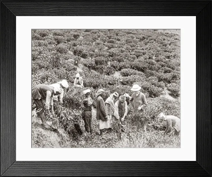 Framed Print : Workers in a tea plantation, India, c. 1880 s Framed Print : Workers in a tea plantation, India, c. 1880 s