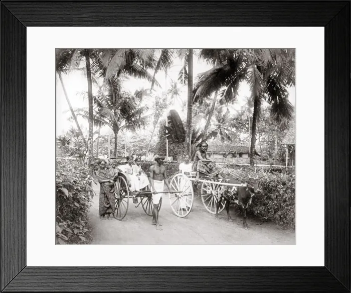 Framed Print : India Ceylon(Sri Lanka) bullock cart and rickshaw Framed Print : India Ceylon(Sri Lanka) bullock cart and rickshaw