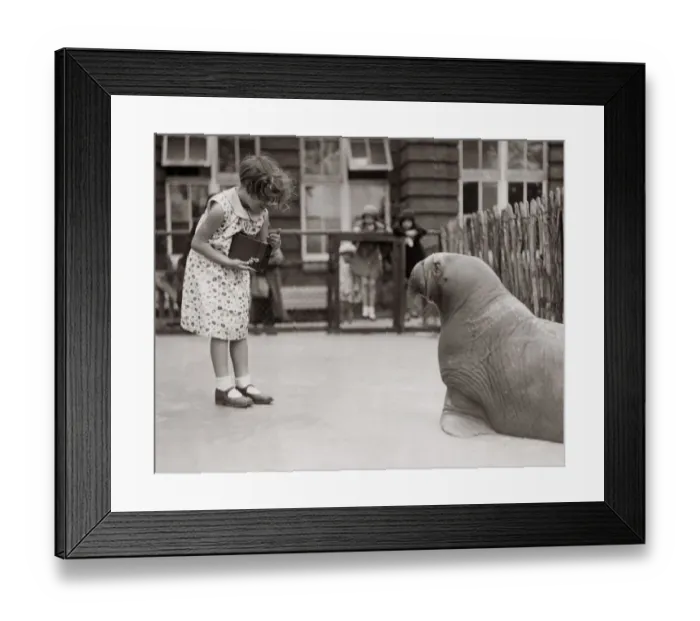 Framed Print : 1930s press print - girl at zoo taking photo of sealion Framed Print : 1930s press print - girl at zoo taking photo of sealion