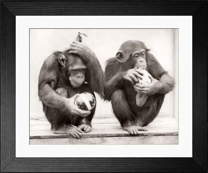 Framed Print : 1930s press print monkeys Whipsnade Zoo Easter Eggs Framed Print : 1930s press print monkeys Whipsnade Zoo Easter Eggs