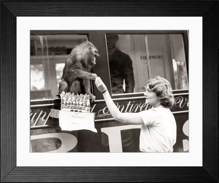 Framed Print : 1930s press print - pet monkey handing out badges Framed Print : 1930s press print - pet monkey handing out badges