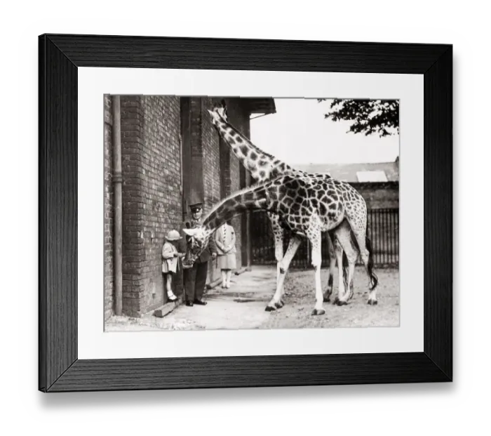 Framed Print : 1930s press photo - feeding giraffes at London zoo Framed Print : 1930s press photo - feeding giraffes at London zoo