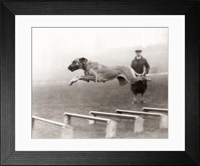 Framed Print : Dog in full flight over hurdles, 1933 Framed Print : Dog in full flight over hurdles, 1933