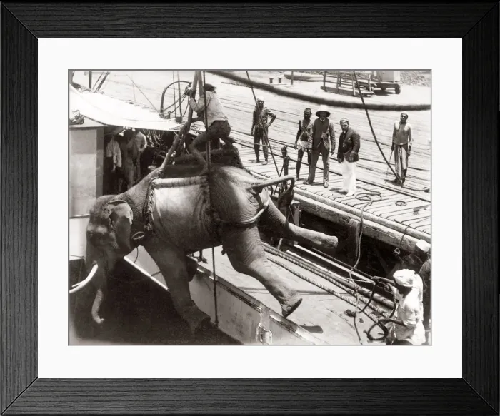 Framed Print : Loading an elephant onto a ship, Burma, 1880 s Framed Print : Loading an elephant onto a ship, Burma, 1880 s