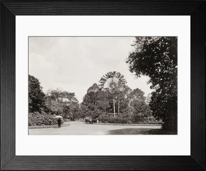 Framed Print : Traveller Palm, Botanic Garden, Saigon, Vietnam Framed Print : Traveller Palm, Botanic Garden, Saigon, Vietnam