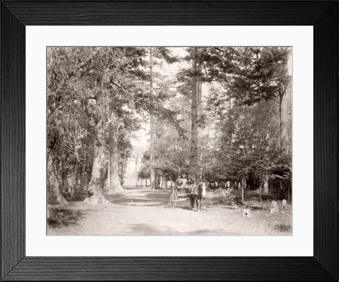 Framed Print : c. 1880s - Beacon Hill Park, Victoria, British Columbia, Canada Framed Print : c. 1880s - Beacon Hill Park, Victoria, British Columbia, Canada