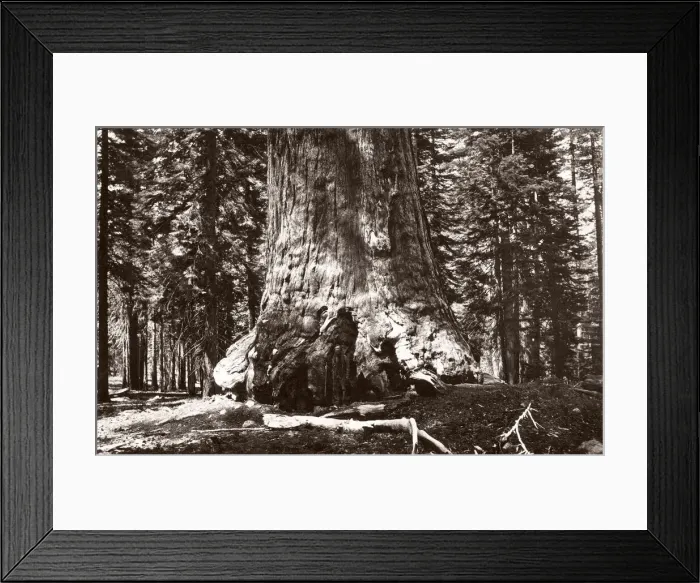 Framed Print : Grizzly giant, giant sequoia tree, California, Galen Clark Framed Print : Grizzly giant, giant sequoia tree, California, Galen Clark