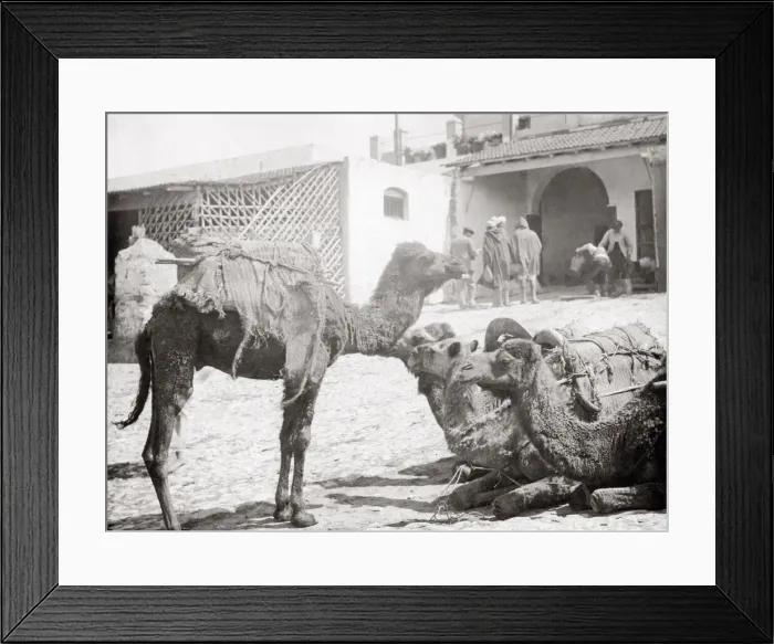 Framed Print : Camel caravan at rest, Tangier, Morocco, c. 1900 Framed Print : Camel caravan at rest, Tangier, Morocco, c. 1900