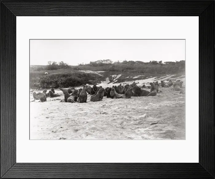 Framed Print : Sea lions on beach, Auckland Island, New Zealand, c. 1900 Framed Print : Sea lions on beach, Auckland Island, New Zealand, c. 1900