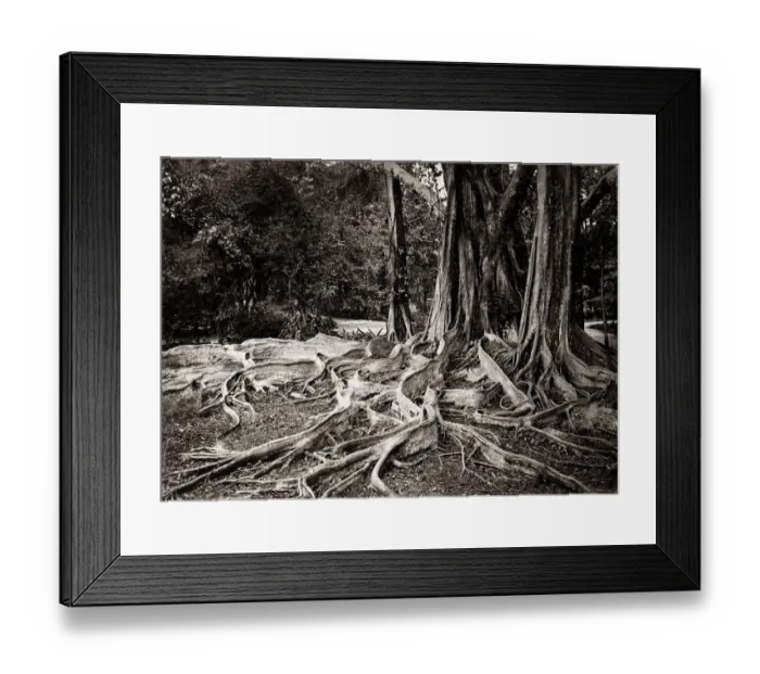 Framed Print : Figus Elastica, india rubber tree, Ceylon, c. 1880 s Framed Print : Figus Elastica, india rubber tree, Ceylon, c. 1880 s