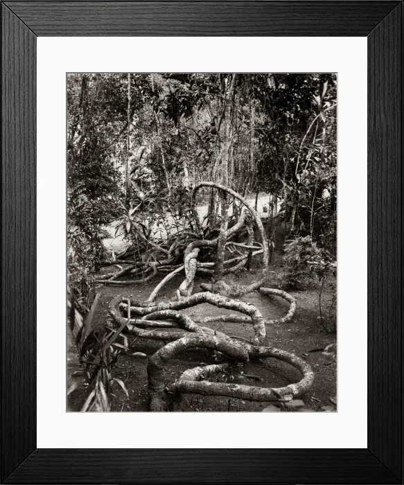 Framed Print : A creeper in the peredeniya Gardens, Ceylon (Sri Lanka) c. 1880 s Framed Print : A creeper in the peredeniya Gardens, Ceylon (Sri Lanka) c. 1880 s
