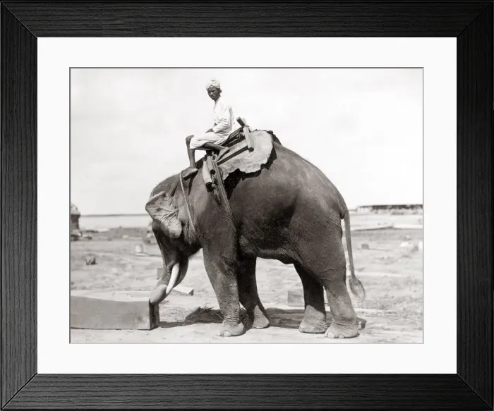 Framed Print : Working elephant and mahout, Burma, India, c. 1890 Framed Print : Working elephant and mahout, Burma, India, c. 1890